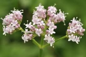 VALERIANA