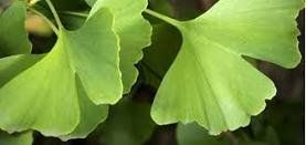 GINKGO BILOBA