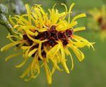 HAMAMELIS