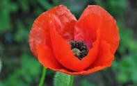 AMAPOLA